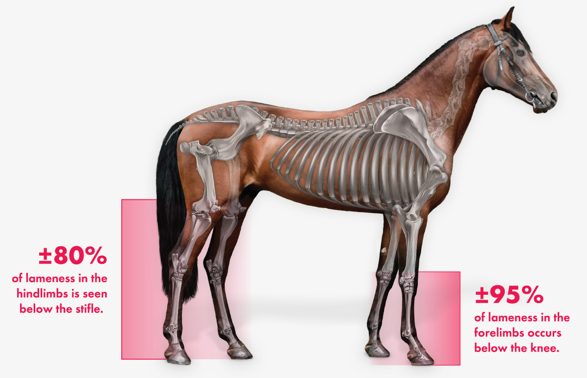 Approximately 60% of lameness in horses is related to osteoarthritis. GCS MAX Joint Care.